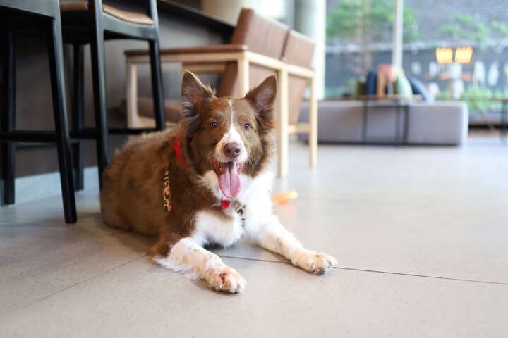 Pet Friendly 63 of 93