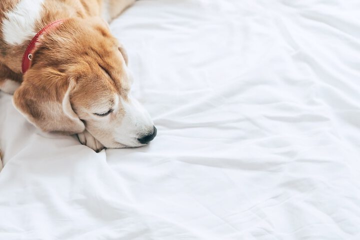 Pet-friendly