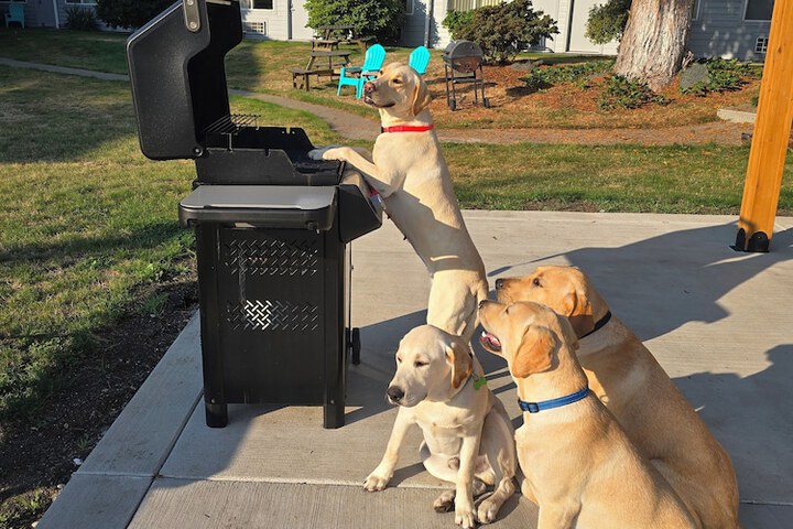 Pet Friendly 107 of 145