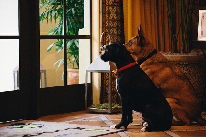 Pet-friendly