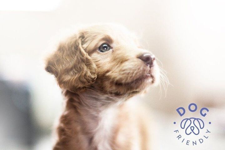 Pet Friendly 90 of 210