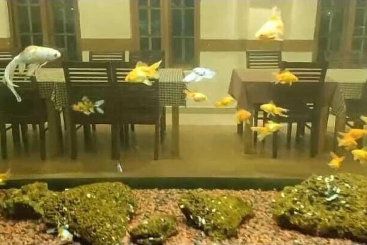 Dining 14 of 19