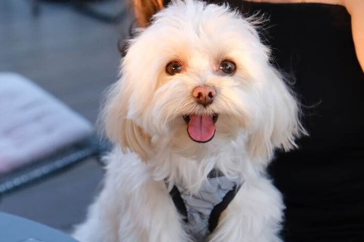 Pet Friendly 44 of 70