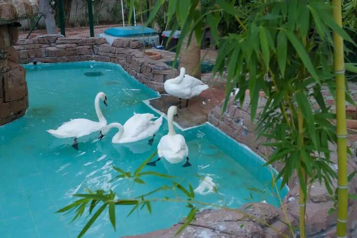 Pool 12 of 66
