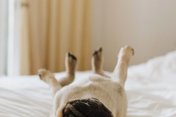 Pet-friendly
