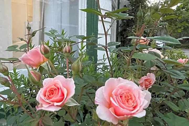 Photo 29