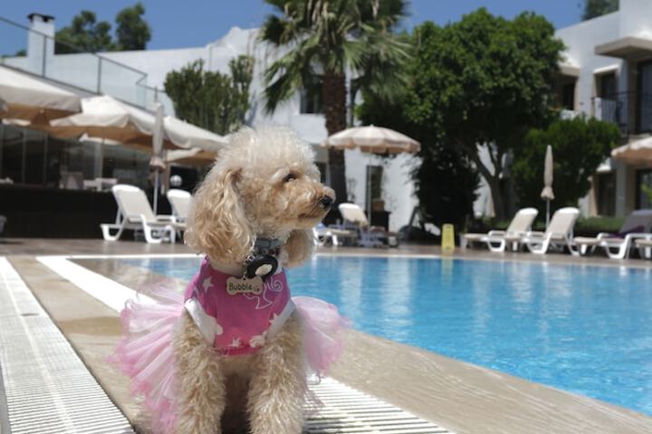 Pet-friendly