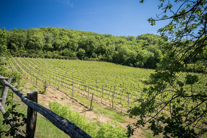 Vineyard
