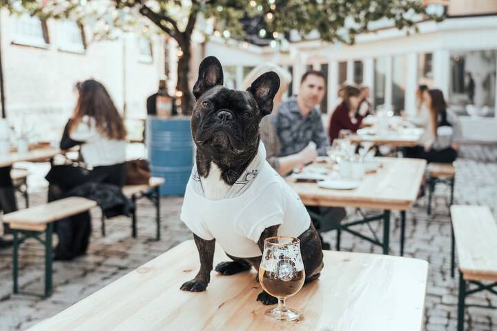 Pet Friendly 53 of 87