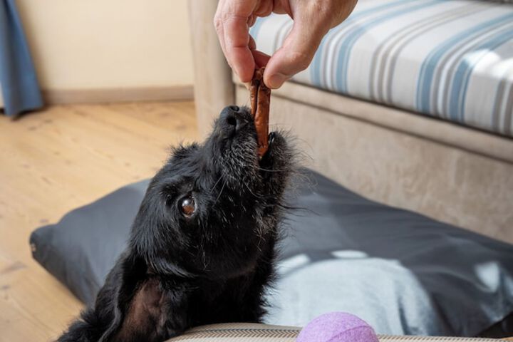Pet Friendly 106 of 142