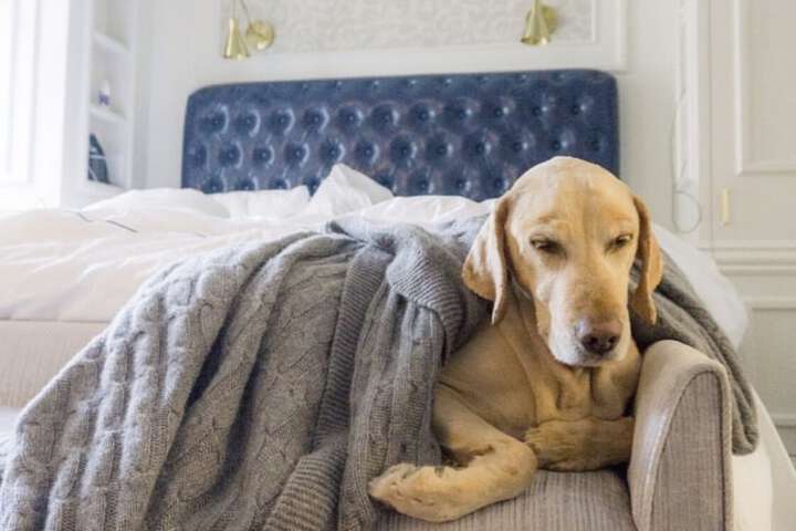Pet-friendly