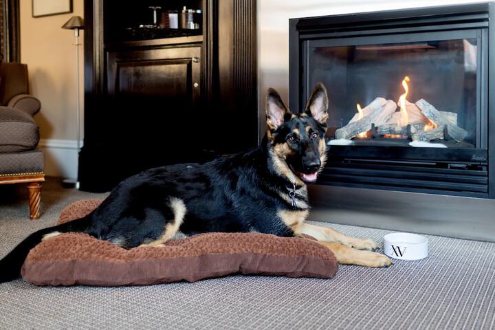 Pet-friendly