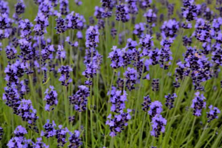* [Garden] In the warm season, you can enjoy colorful flowers in the garden.
