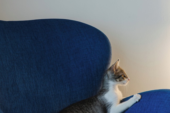 Pet Friendly 82 of 149