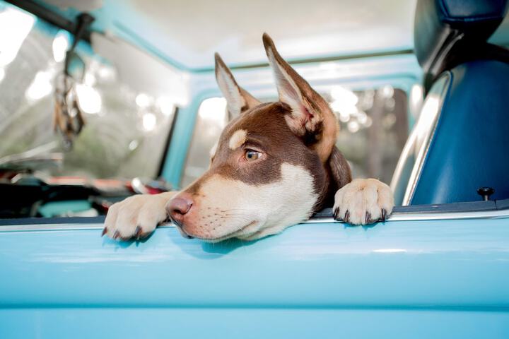 Pet Friendly 110 of 123