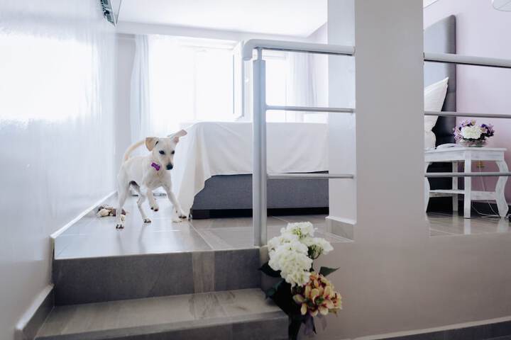 Pet Friendly 85 of 97