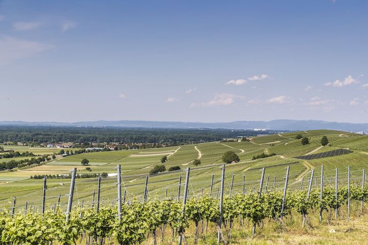 Vineyard