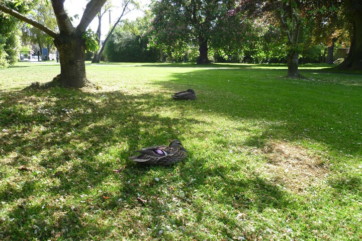 Property Grounds 58 of 62