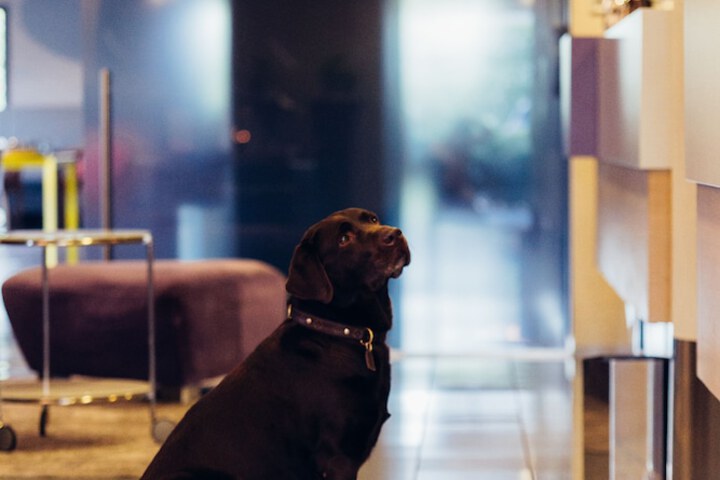 Pet-friendly