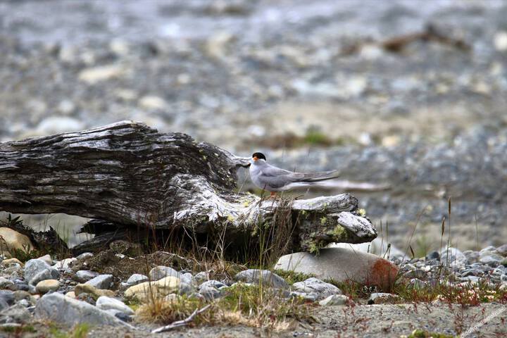 St Arnaud House