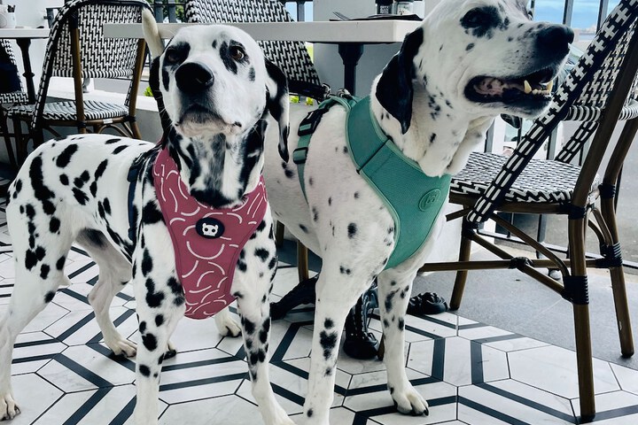 Pet Friendly 55 of 73