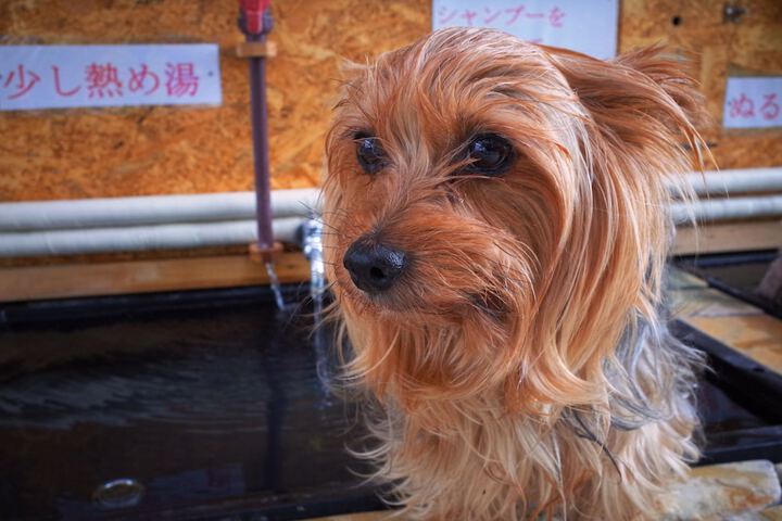 Pet Friendly 39 of 92
