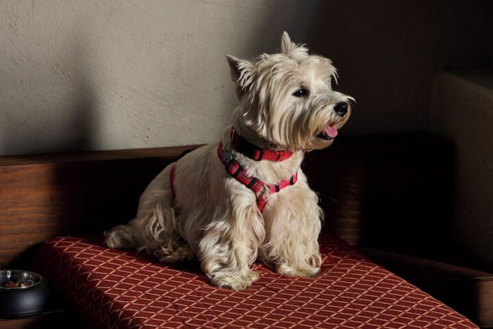 Pet Friendly 84 of 131
