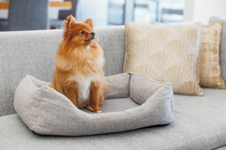 Pet Friendly 41 of 49