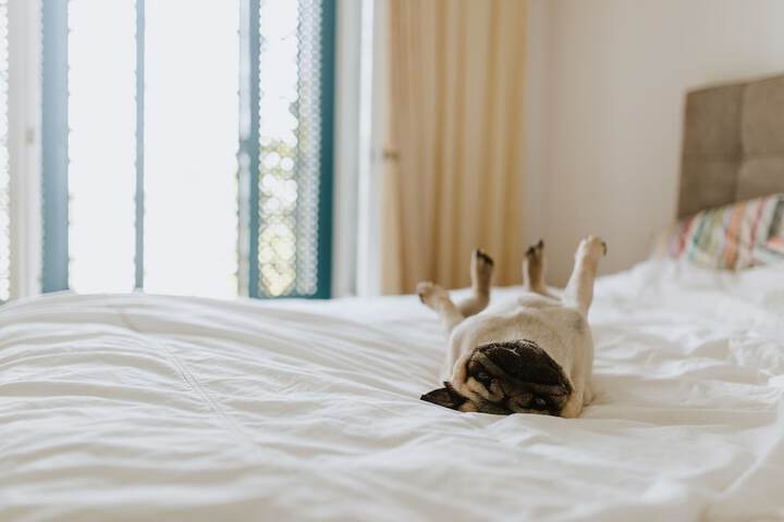 Pet-friendly