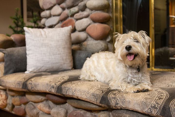 Pet Friendly 44 of 64