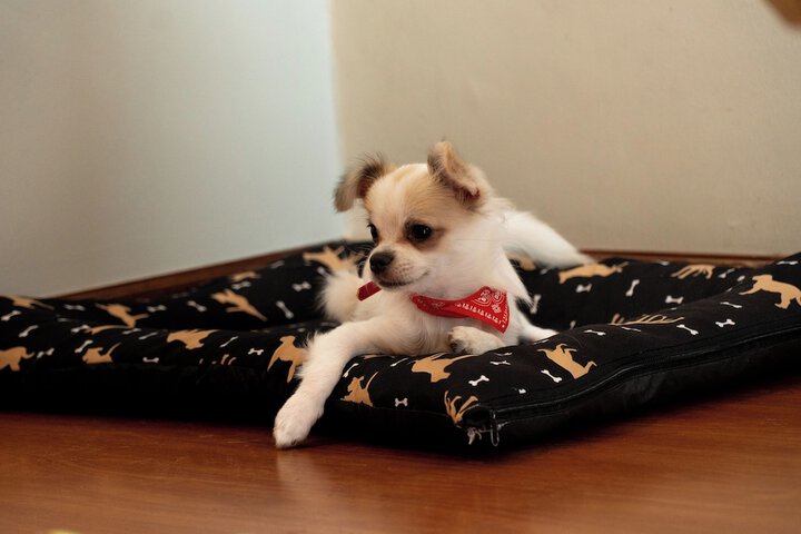 Pet-friendly amenities