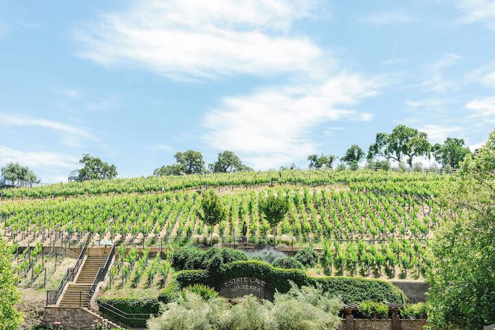 Vineyard