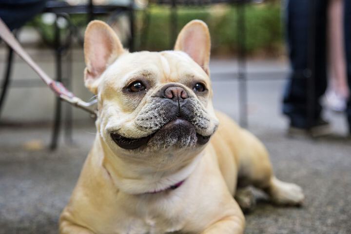 Pet-friendly