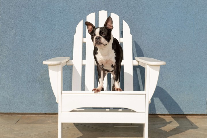Pet-friendly
