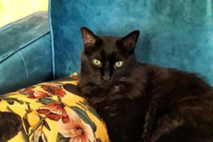 Pet Friendly 22 of 50