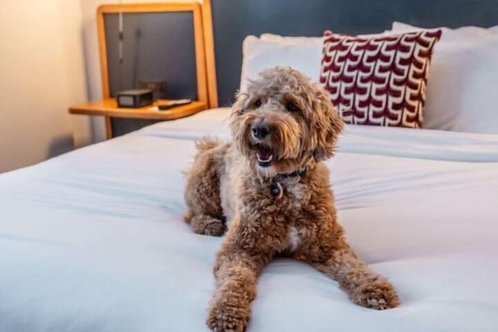 Pet-friendly