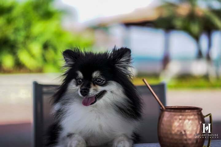 Pet Friendly 96 of 133