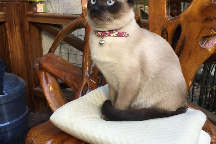 Pet Friendly 45 of 108