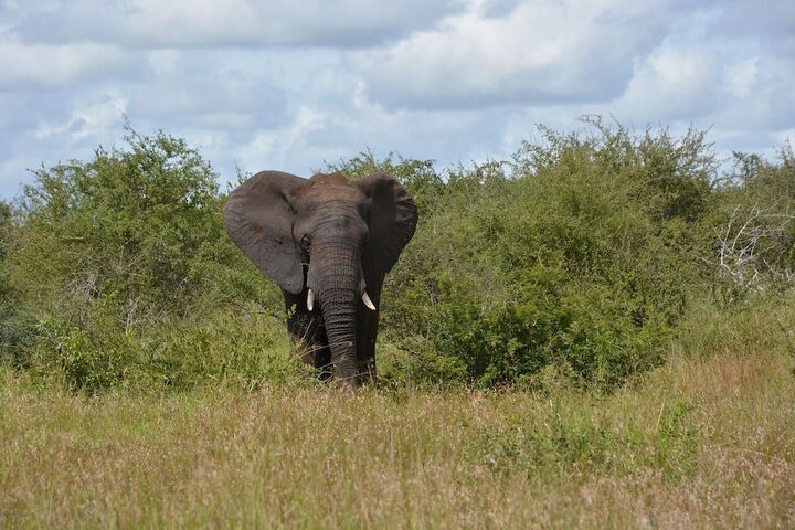 Game viewing