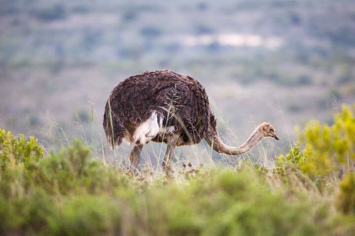 Game viewing