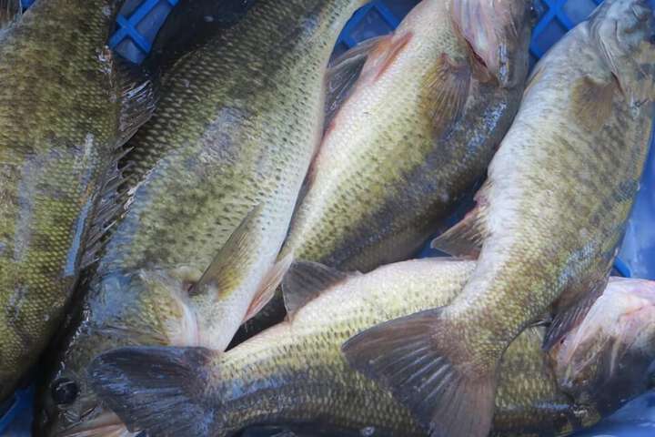 Outdoor Activities 62 of 188