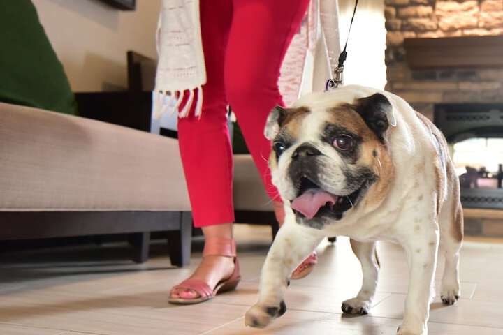 Pet Friendly 35 of 61