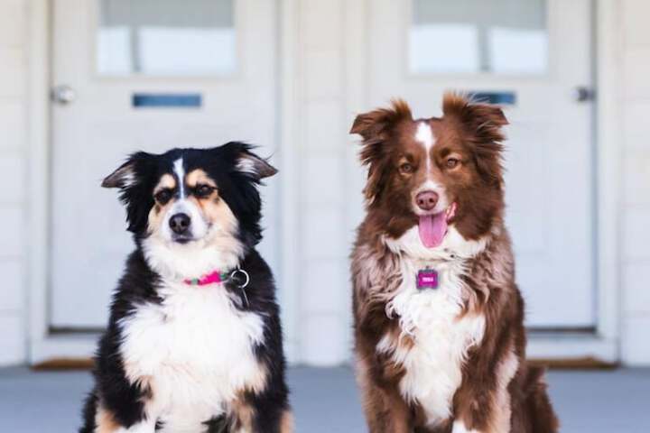 Pet-friendly