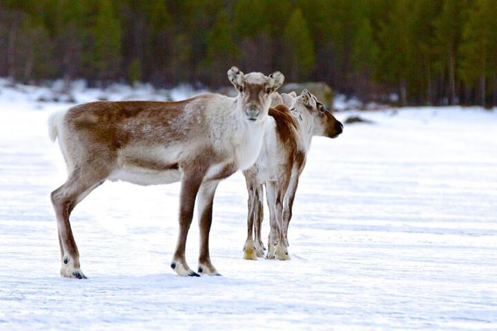 General 12 of 13