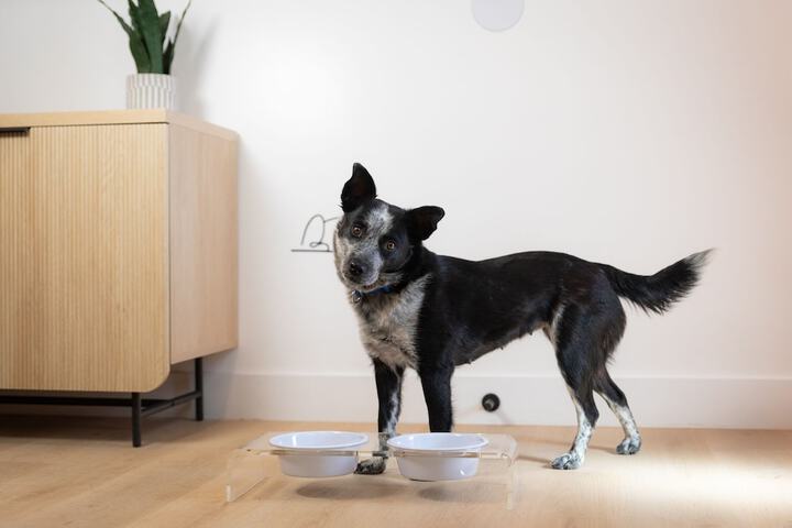 Pet Friendly 57 of 105
