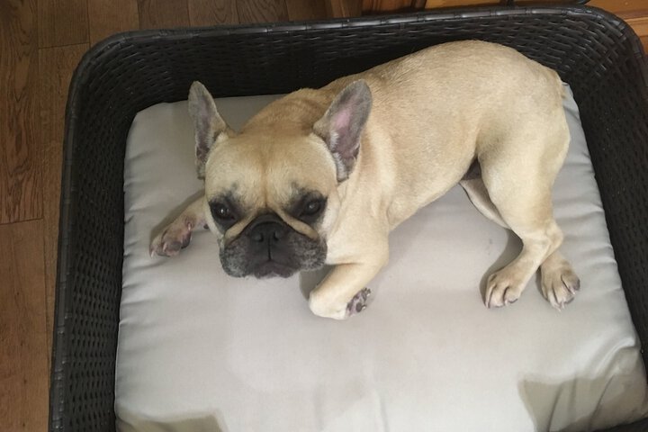 Pet Friendly 24 of 52