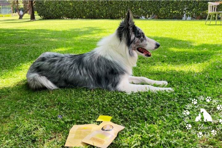Pet Friendly 113 of 137