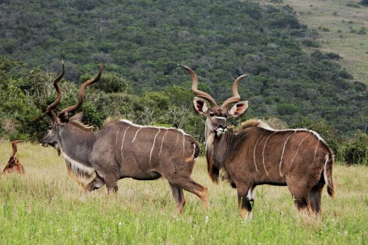 Game drive