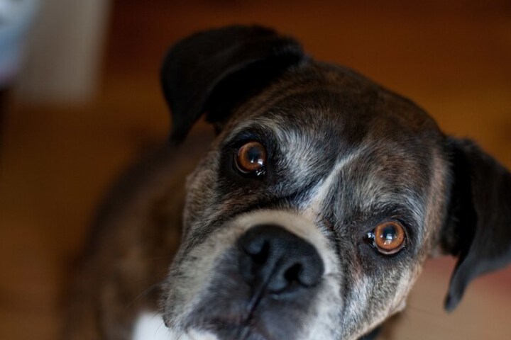 Pet Friendly 29 of 37