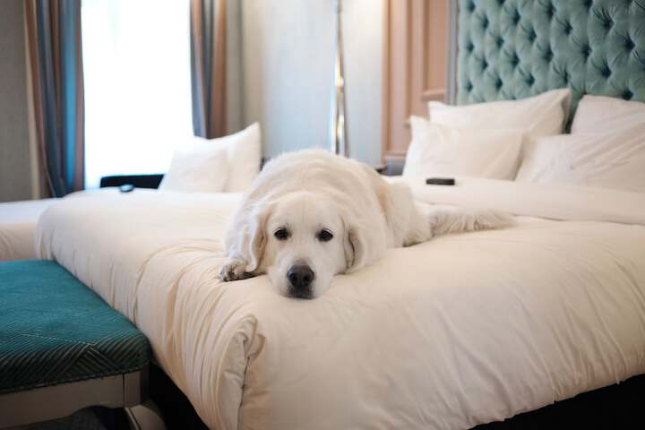 Pet Friendly 91 of 168